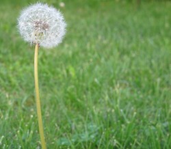- Cep kitapçığı  - Cep kitapçığı